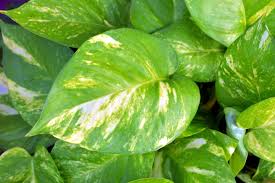 Popular Types of Pothos Plants