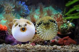 when to catch pufferfish stardew valley