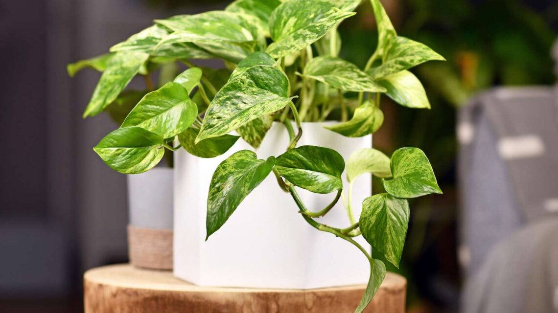 types of pothos plants