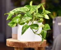 types of pothos plants