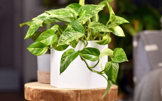 types of pothos plants